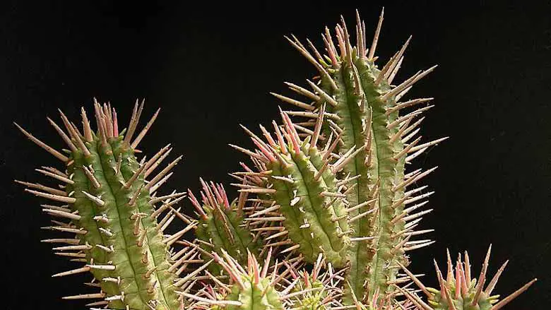 Caring for Euphorbia ferox
