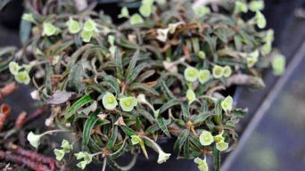 Caring for Euphorbia francoisii