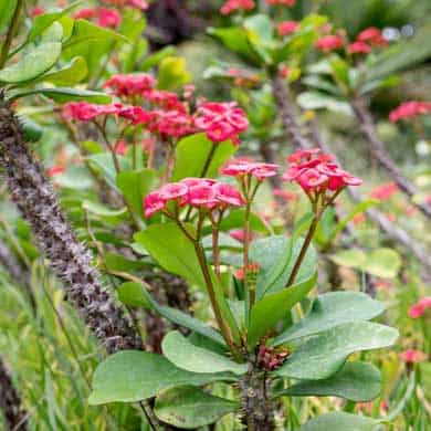 Euphorbia Milii (Crown of Thorns)