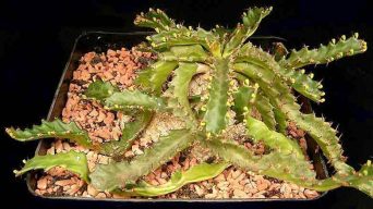 Caring for Euphorbia stellata