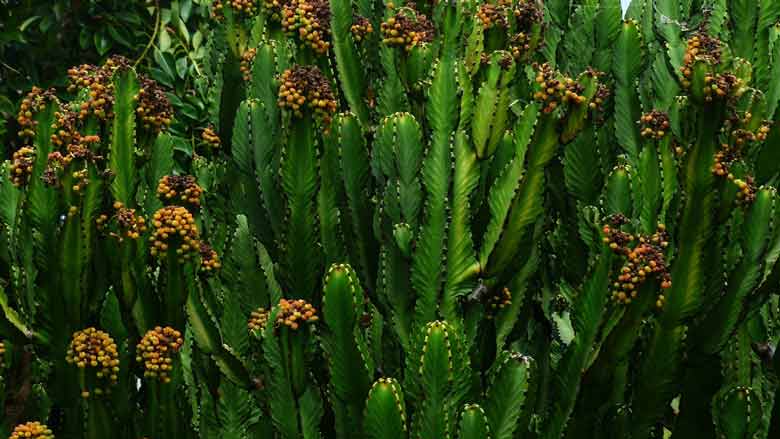 Euphorbia Trigona Care and Propagation