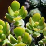 Fastest Growing Succulents