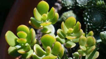 Succulents that grow fast
