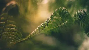 Fern Curling Leaves