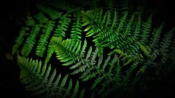 Fern Black Leaves