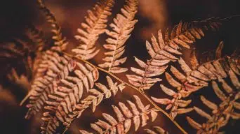 Fern Brown Leaves