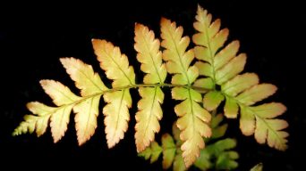 Fern Yellowing Leaves