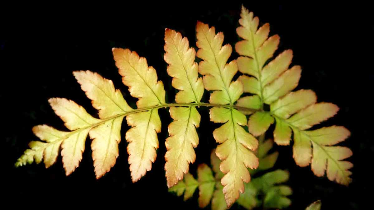 Fern Leaves Turning Yellow
