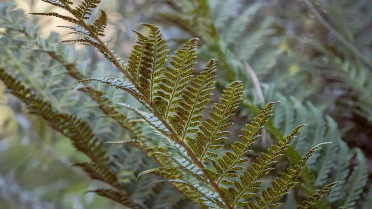 Black spores on Fern leaves