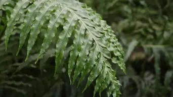 A Wilting Fern