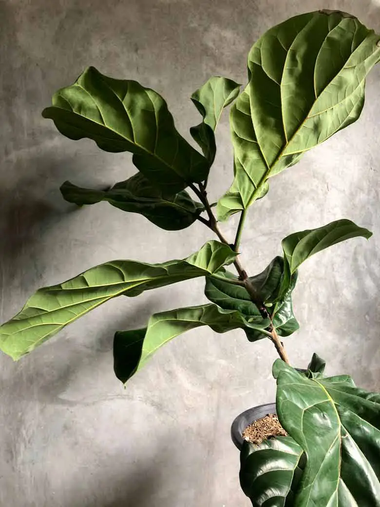 Fiddle Leaf Fig with curled leaves
