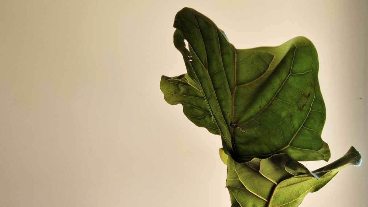 Fiddle leaf fig leaves with holes