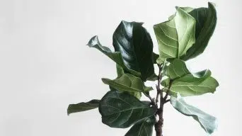 Fiddle Leaf Fig Curling Leaves