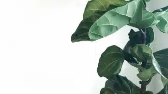 Fiddle Leaf Fig Drooping Leaves