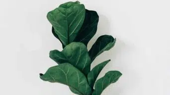 Fiddle Leaf Fig Leaves Dropping