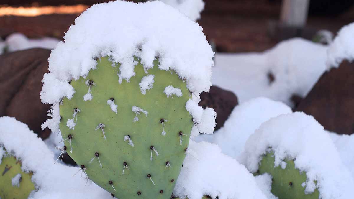 Frozen cactus plant
