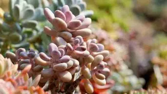 Succulent Plants for Full Sun