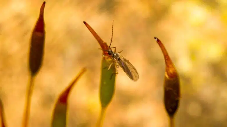 Succulent with Fungus Gnats