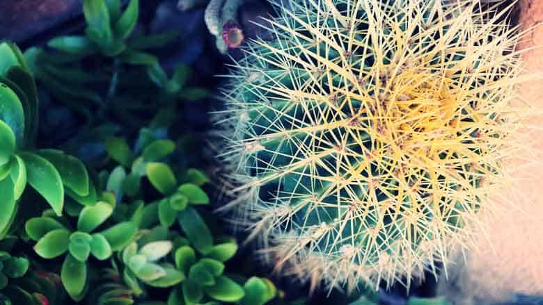 Golden Barrel Cactus (Echinocactus grusonii)