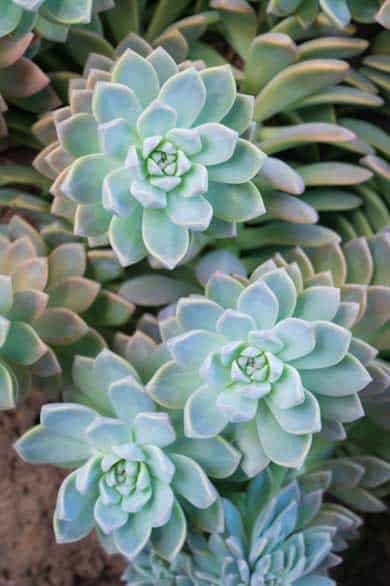 Graptopetalum Paraguayense