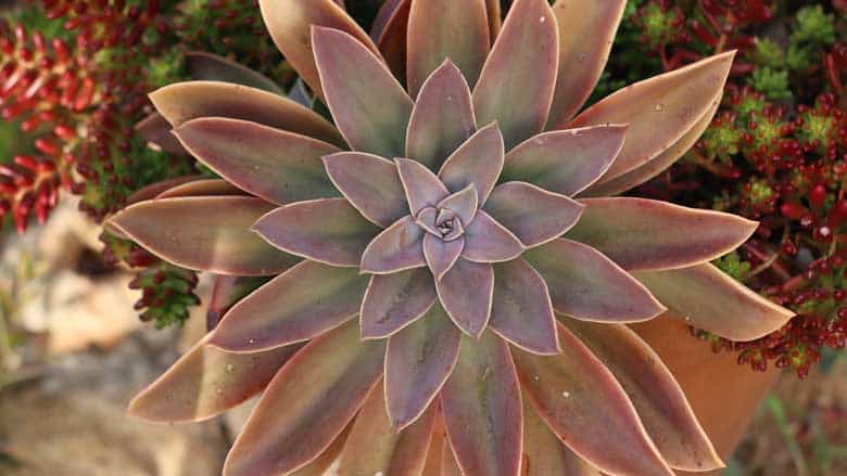 Graptoveria