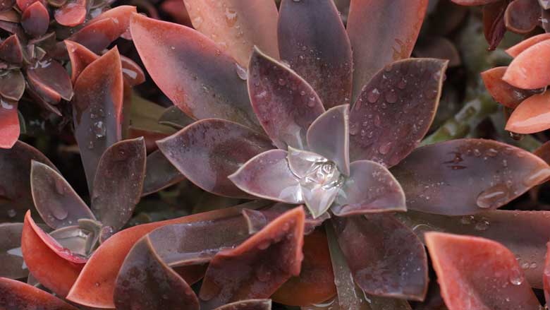 Graptoveria