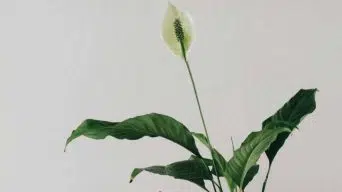 Growing a Peace Lily in Water