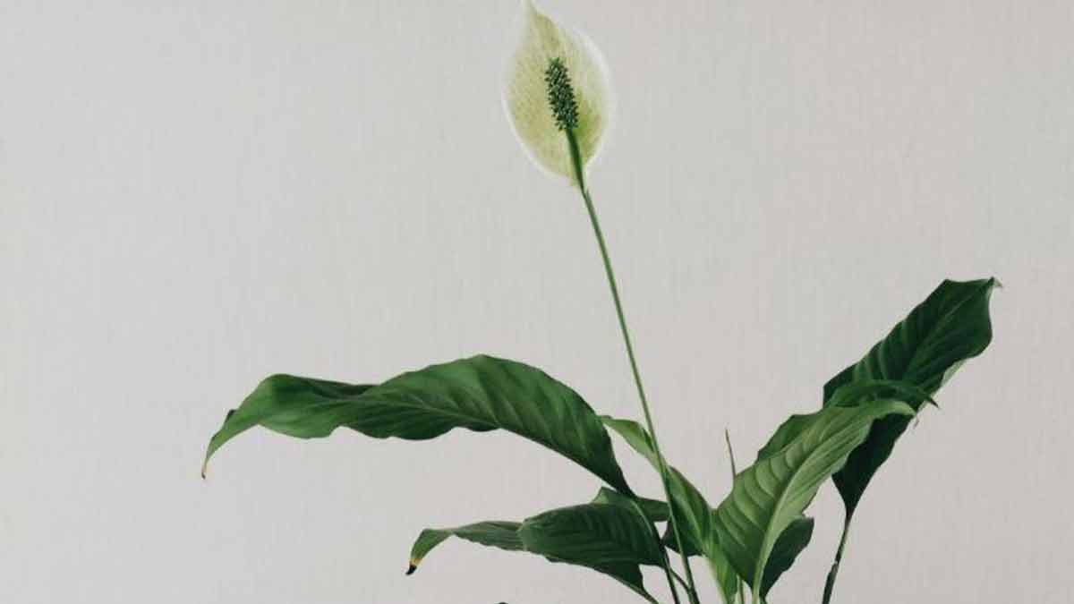Growing a Peace Lily in Water