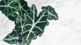 Alocasia growing in water