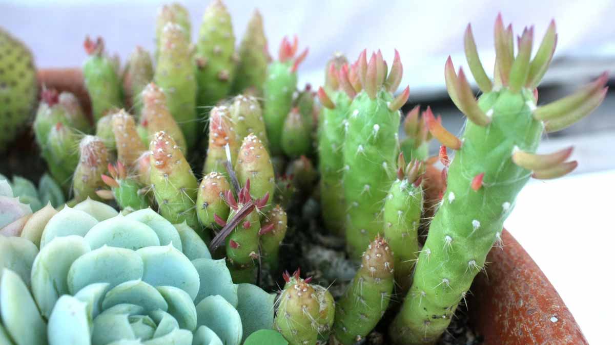 Cactus plants growing with succulents