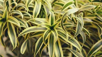 Growing Outdoor Dracaena