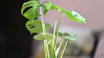 Growing Monstera plants from Seeds