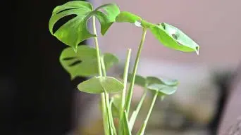 Growing Monstera plants from Seeds