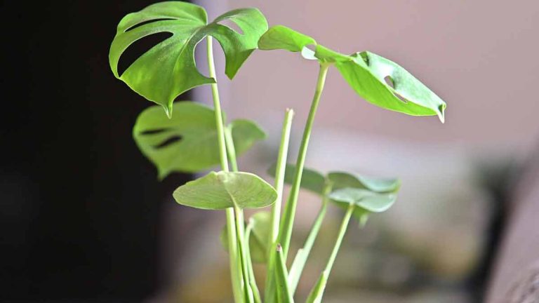 growing-monstera-from-seed-germination-planting-and-care