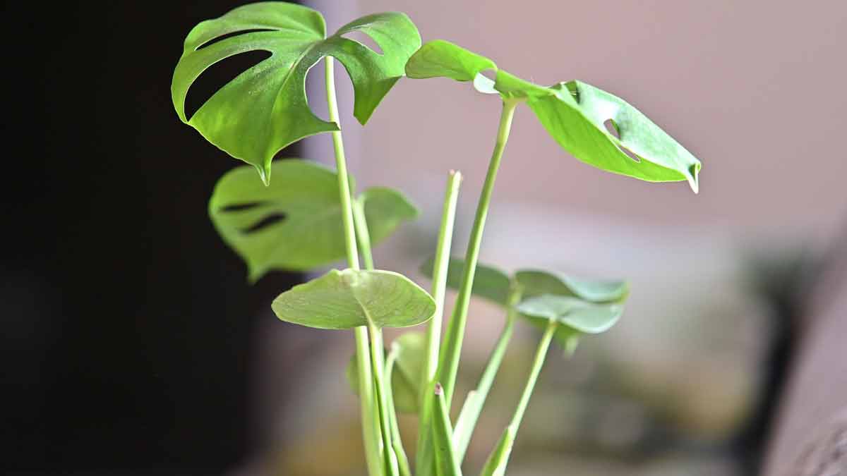 Growing Monstera from Seed