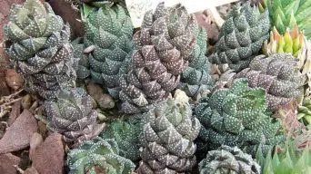 Caring for Haworthia Coarctata