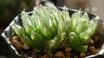 Caring for Haworthia Cooperi