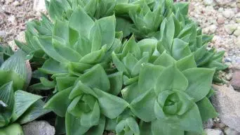 Caring for Haworthia Cymbiformis