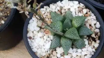 Caring for Haworthia Emelyae