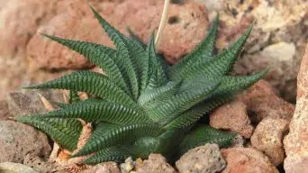 Caring for Haworthia Limifolia