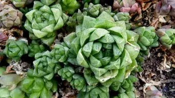 Caring for Haworthia Obtusa