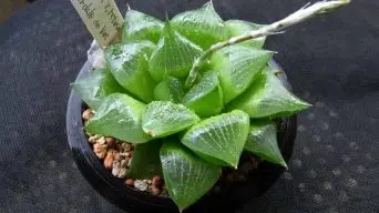 Caring for Haworthia Retusa