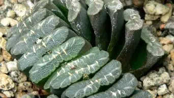 Caring for Haworthia Truncata