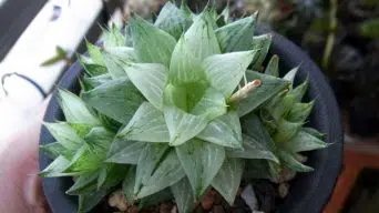 Caring for Haworthia Turgida