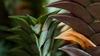 Haworthia Leaves Turning Brown