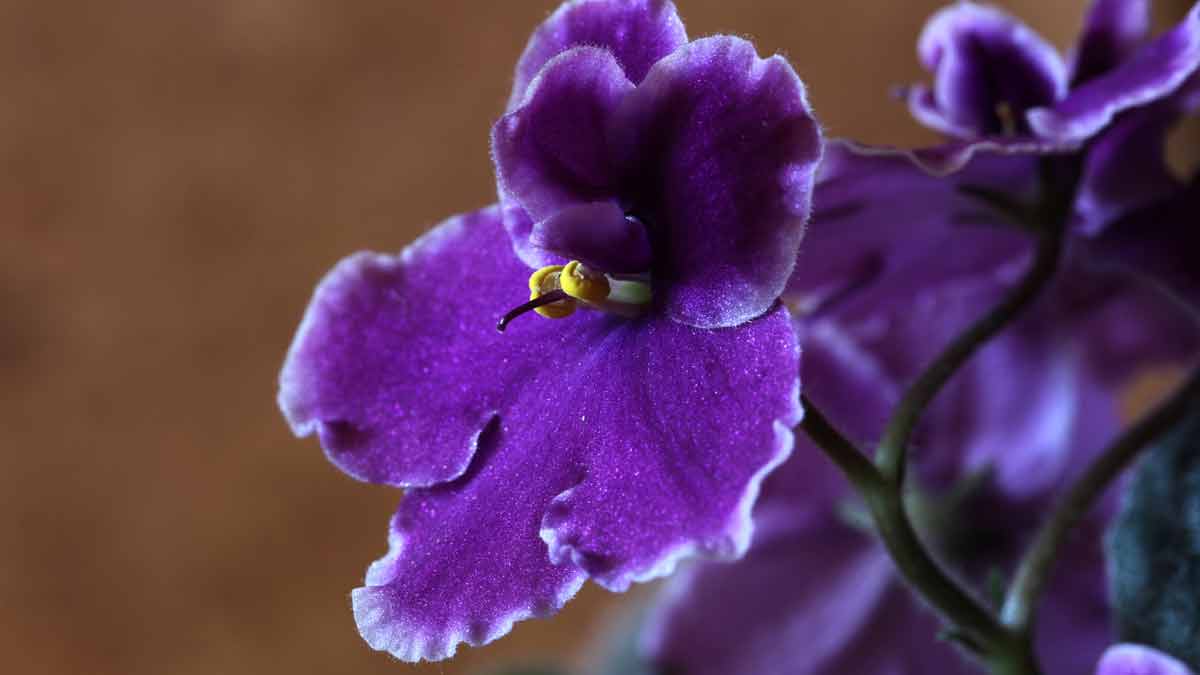 A Healthy African Violet Plant