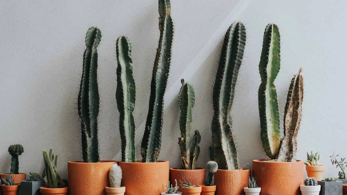 Healthy and dying cacti