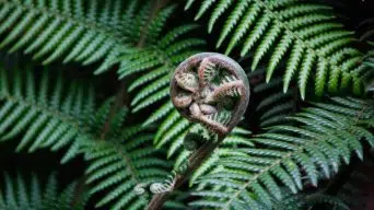 Healthy Ferns