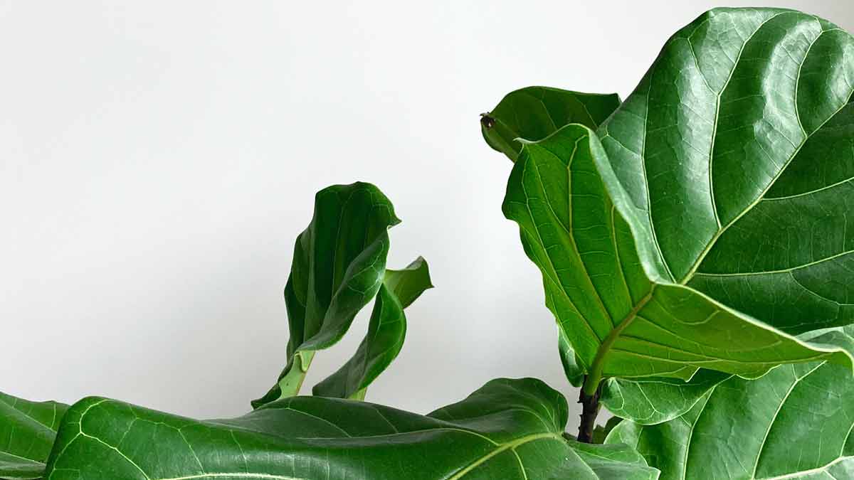 A Healthy Fiddle Leaf Fig Plant