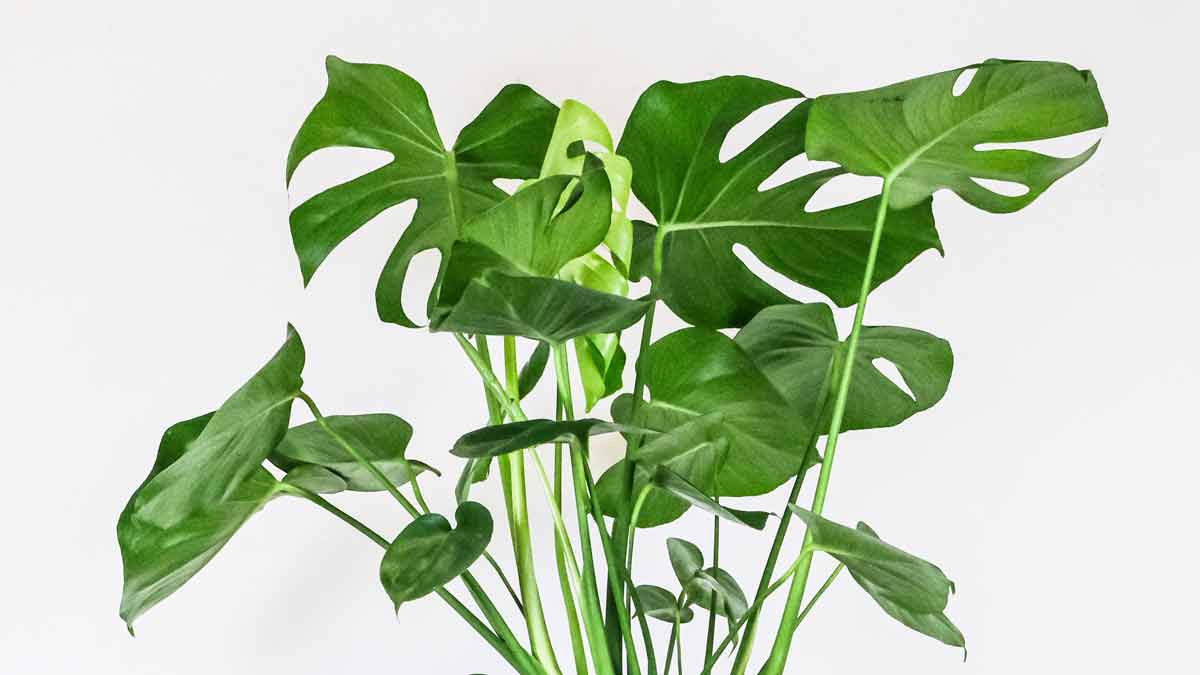 A Healthy Monstera Plant